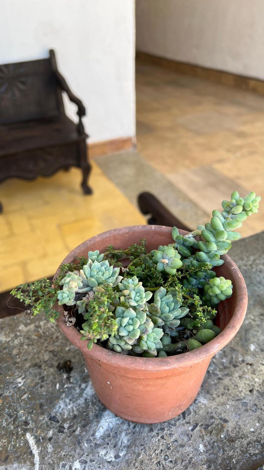 Casa De Las Flores グアテマラシティ エクステリア 写真